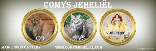 Maine Coon Cattery CoMys Jeheliel